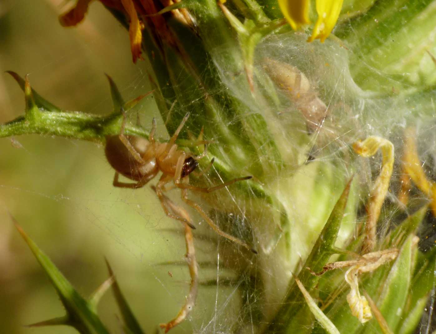 Piccoli Cheiracanthium: Ch. erraticum? - S. Teresa G. (OTR)